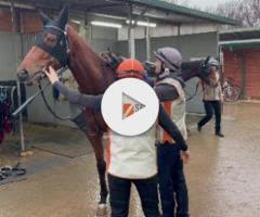 Castelvecchio filly X Charm School