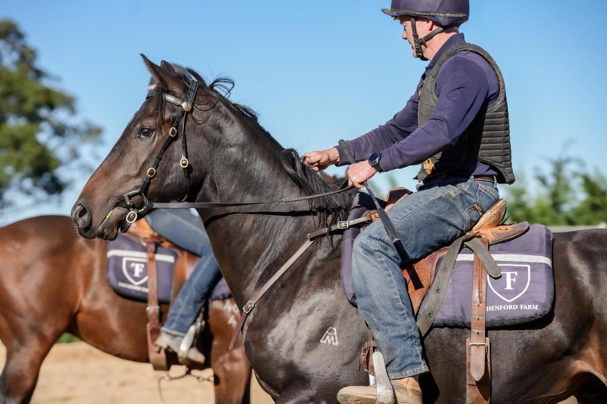 horse-image