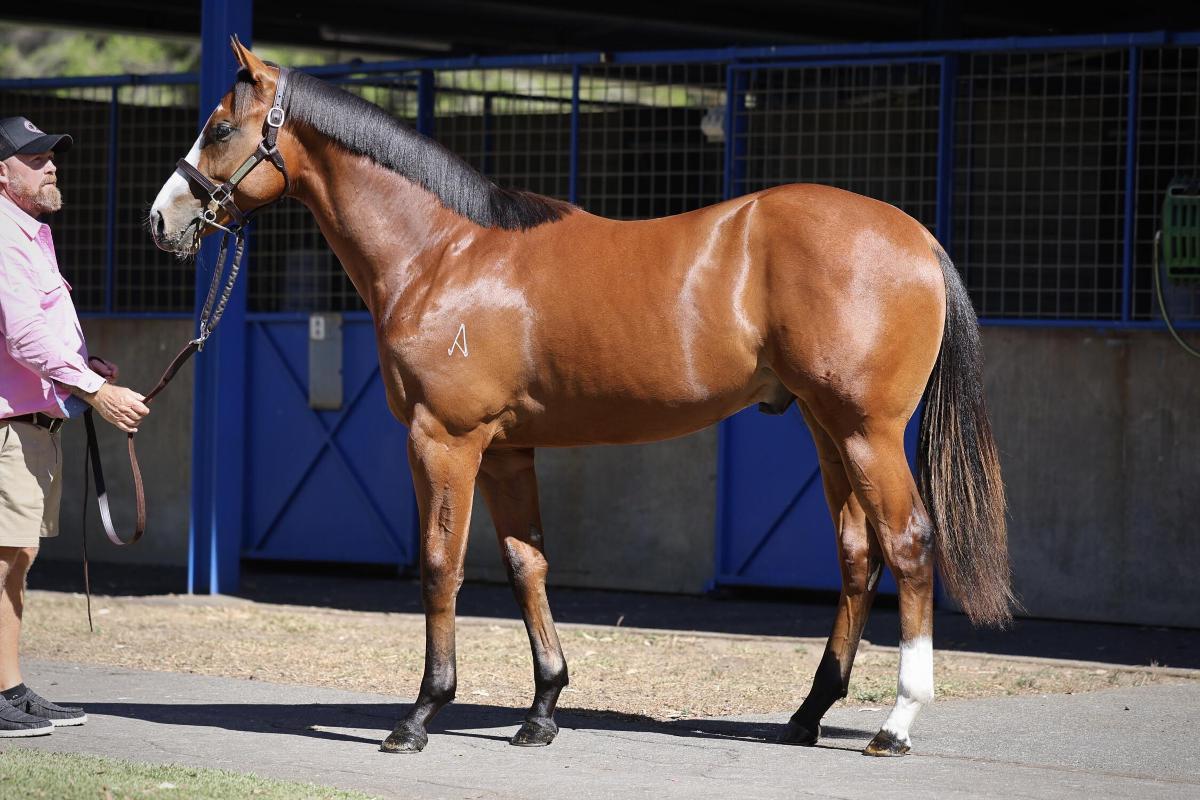 Justify x Ultravox colt