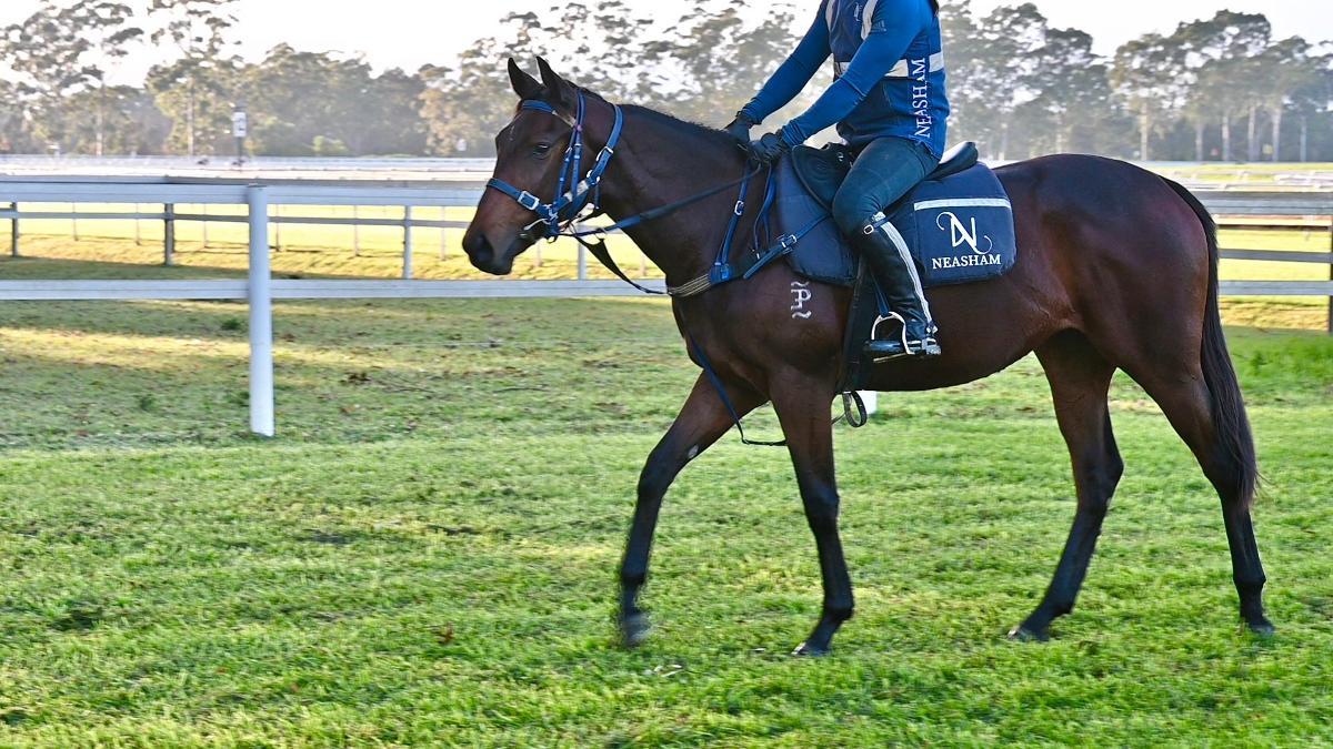 Tassort x Shahad Filly