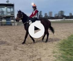 Brutal x Rock The World Colt