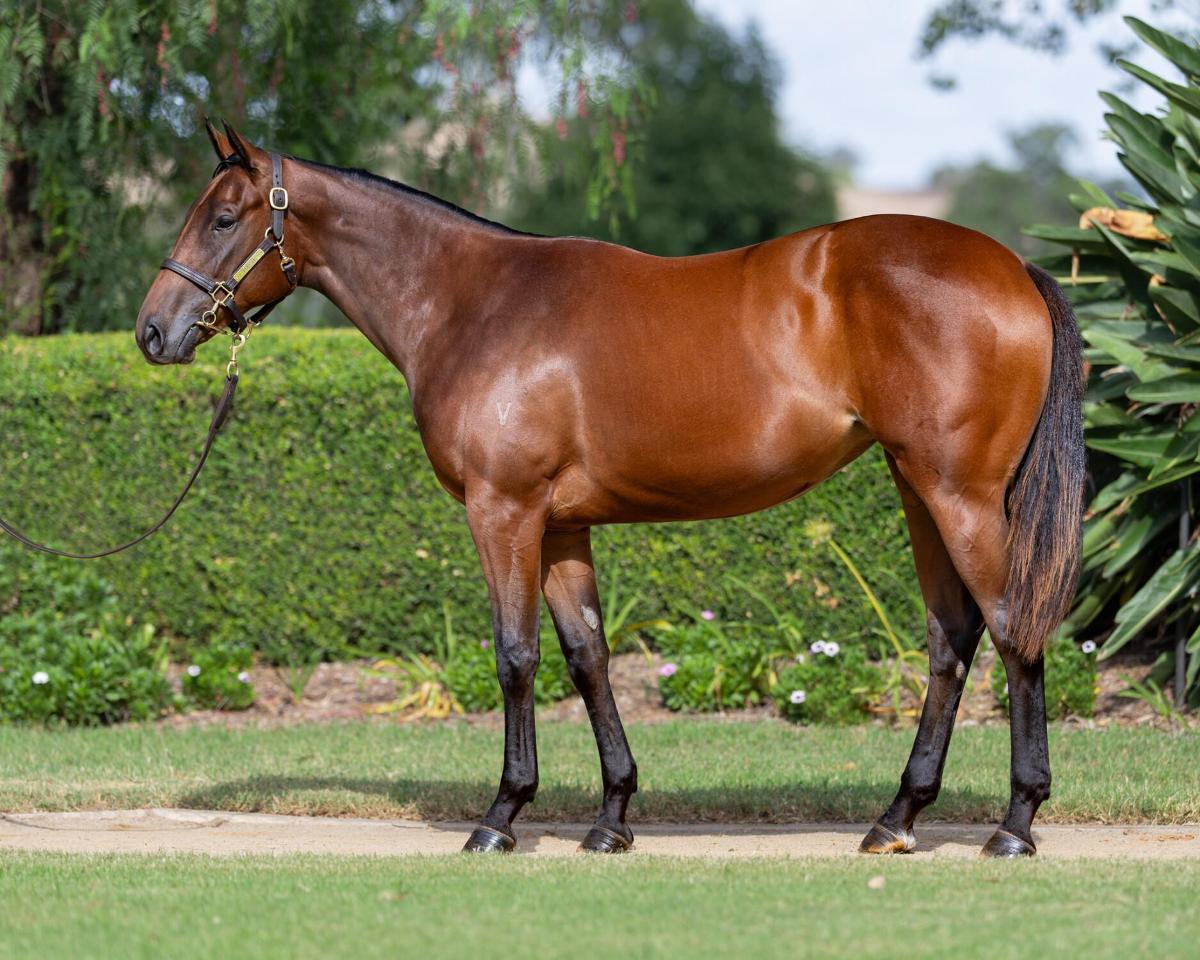 horse-image