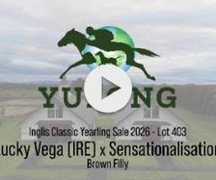 Lucky Vega x Sensationalisation filly