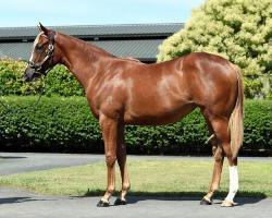 horse-image