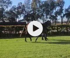 GEEMES - Tried Horse (75% sold)