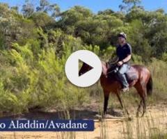 Satono Aladdin/ Avadane