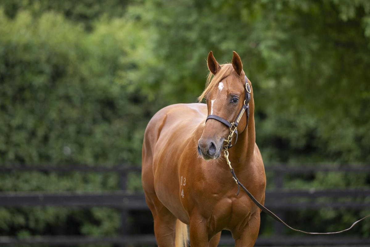 Jacquinot x Show Me More Colt