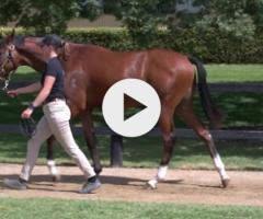 MAURICE x FLANDERSRAIN Colt
