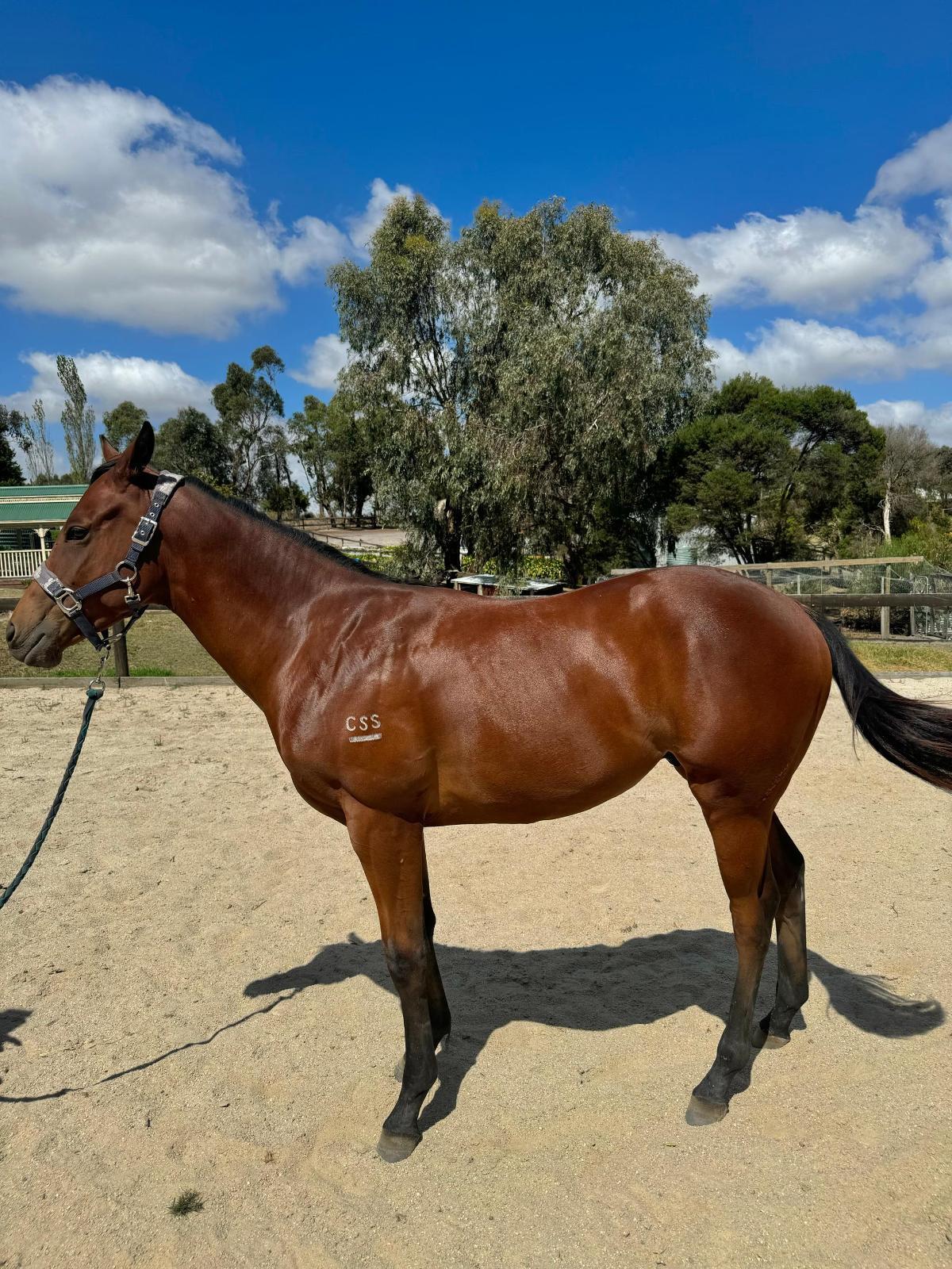 horse-image