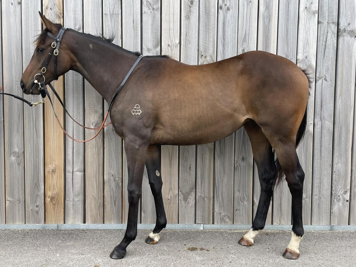 horse-image