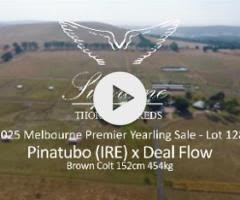 Pinatubo x Deal Flow '23