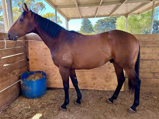 Supido x Dinkum Diamond