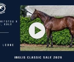 Hitotsu x Euro Chic Colt '24