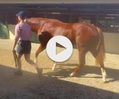 Supido x Mahlani filly