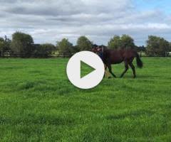 Rommel x Chantorque 23 Filly