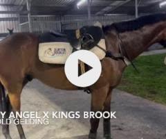 Harry Angel x Kings Brook