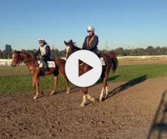 Anders x Fairly Feline Colt