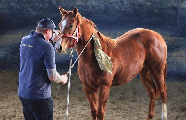 Street Boss x Ariege ‘23 Filly