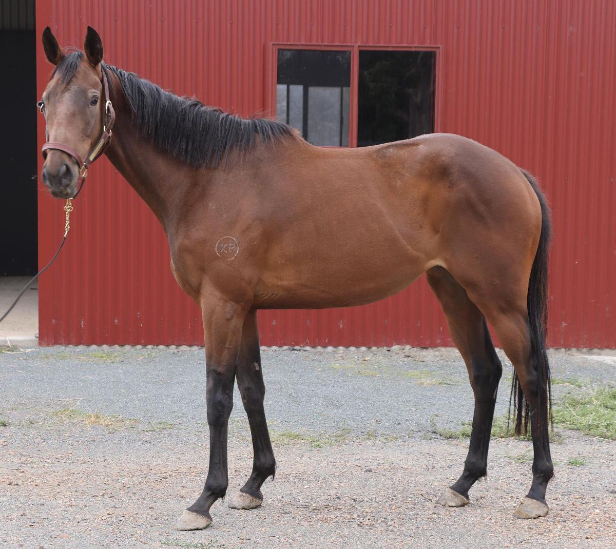 Royal Meeting x So Much Pleasure