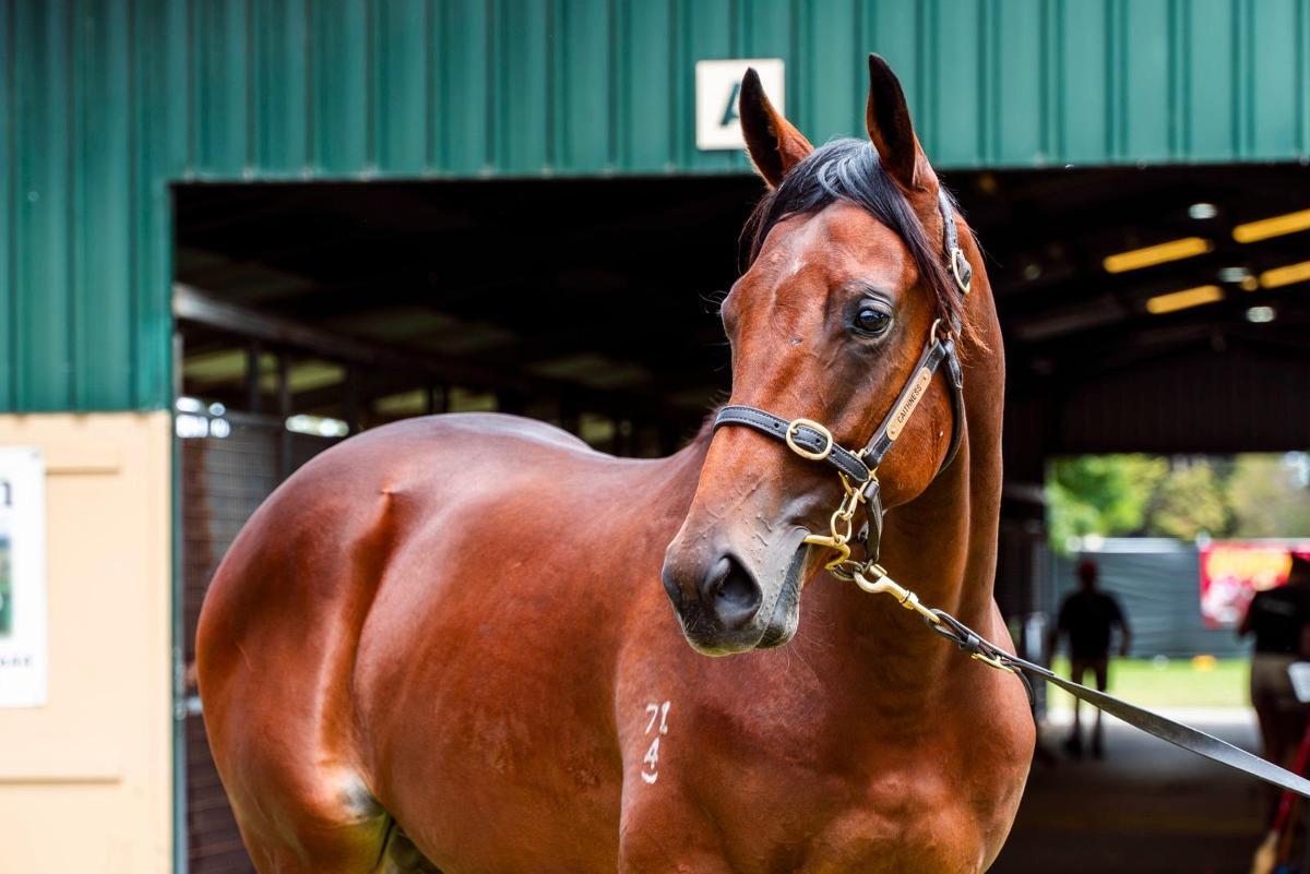 Grunt x Touch a Cloud