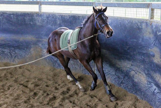 North Pacific x Wolfsburg Filly ‘23