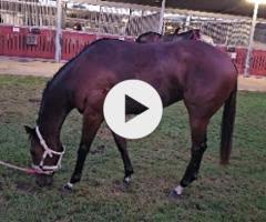 Ave Cantare (2yo filly by Microphone)
