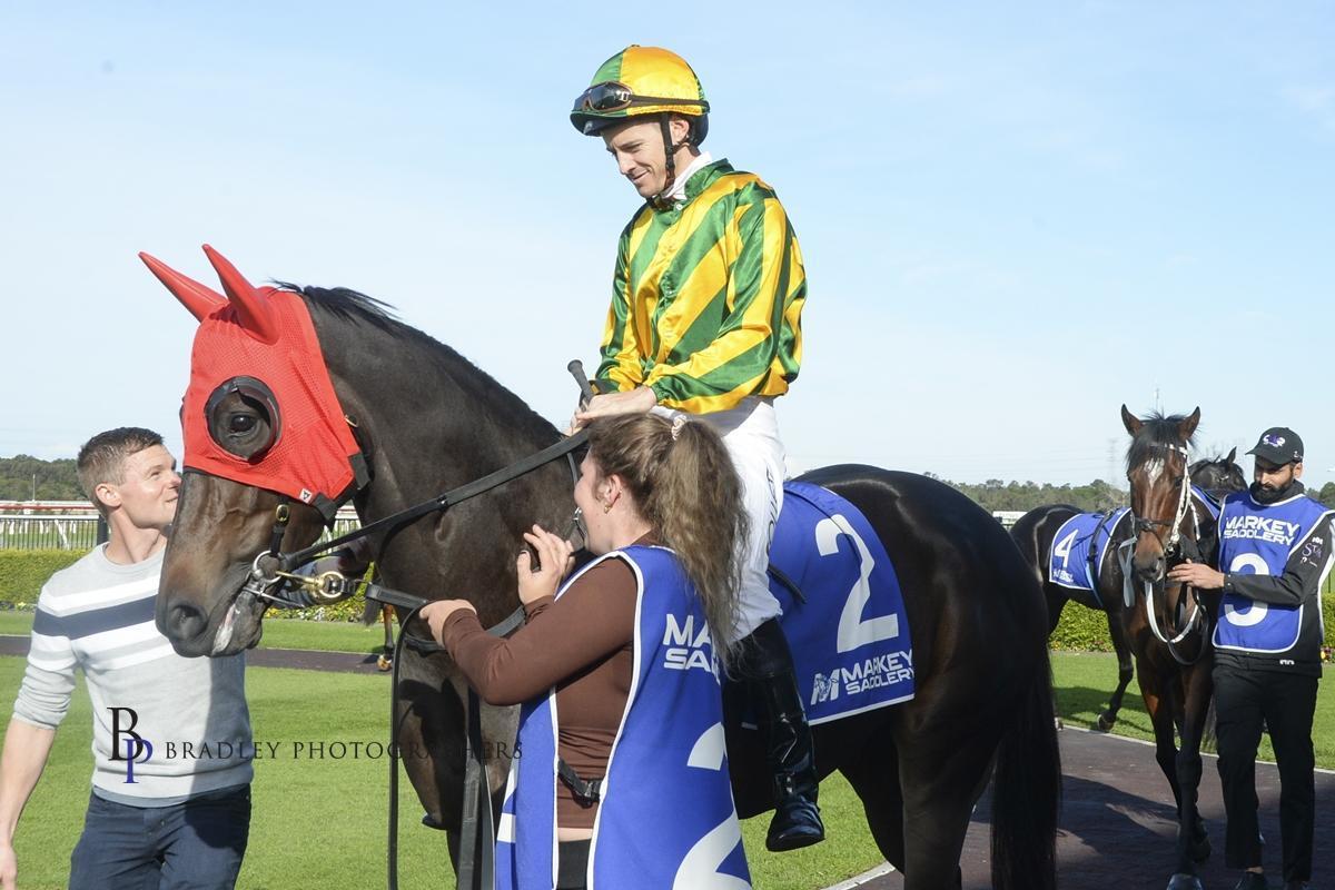4yo Tried Horse, NAVY BUOY headed to Paul Snowden at Port Macquarie