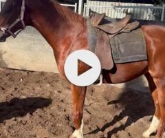 Supido x Mahlani filly