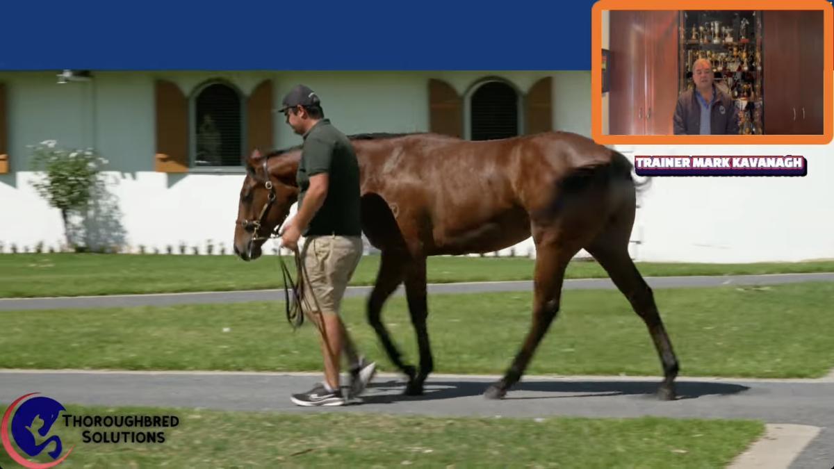 horse-image