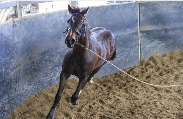 North Pacific x Wolfsburg Filly ‘23