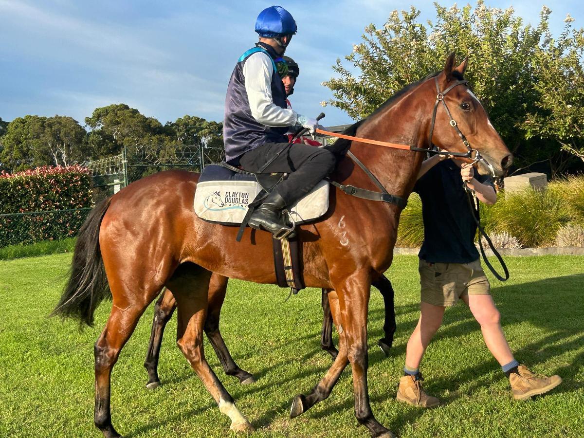 Trapeze Artist x Decoco