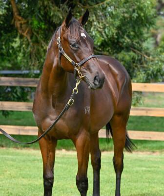 xOne More Try (Jacquinot)