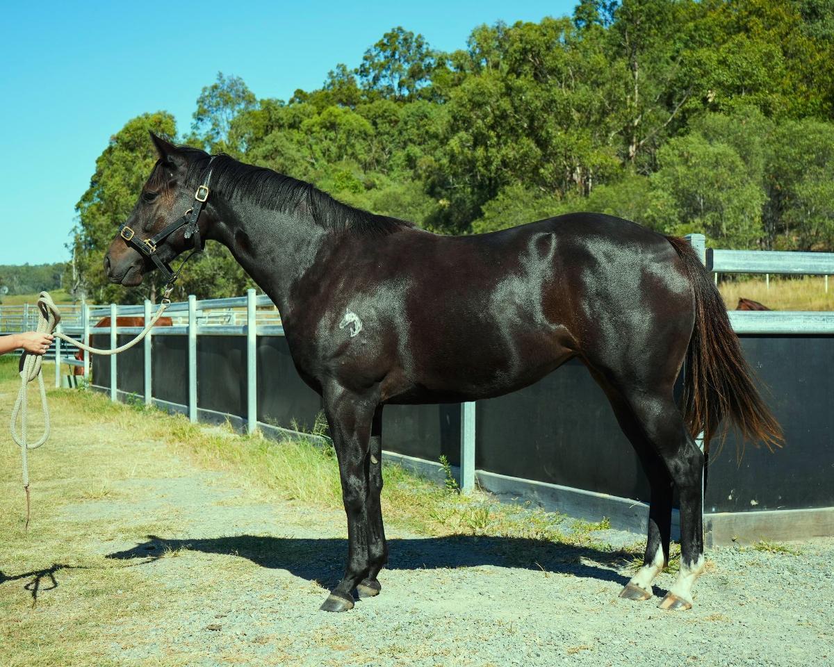 horse-image