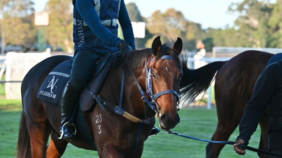 Tassort x Shahad Filly
