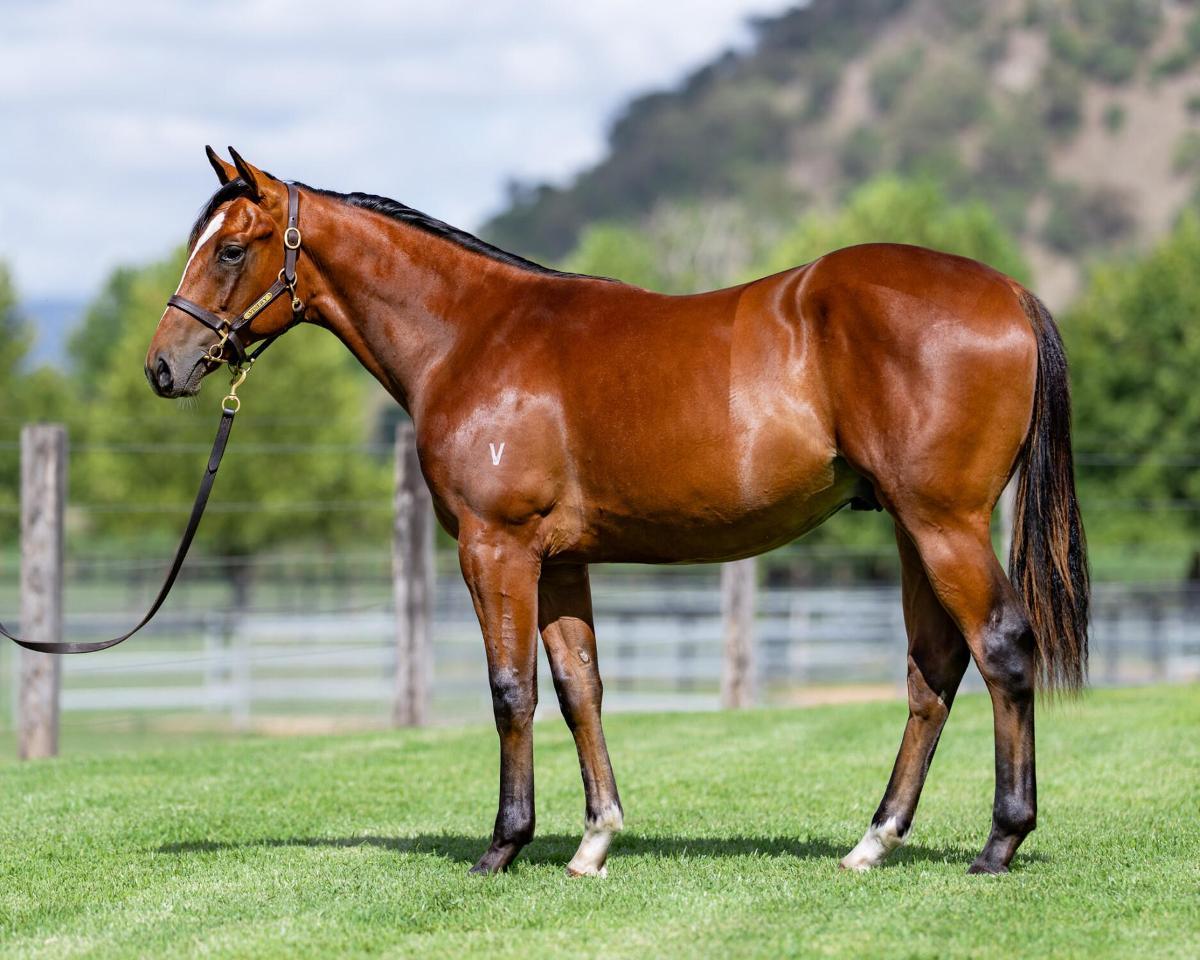 horse-image