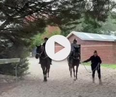 Wild Ruler x Saratoga Treasure (USA) Filly
