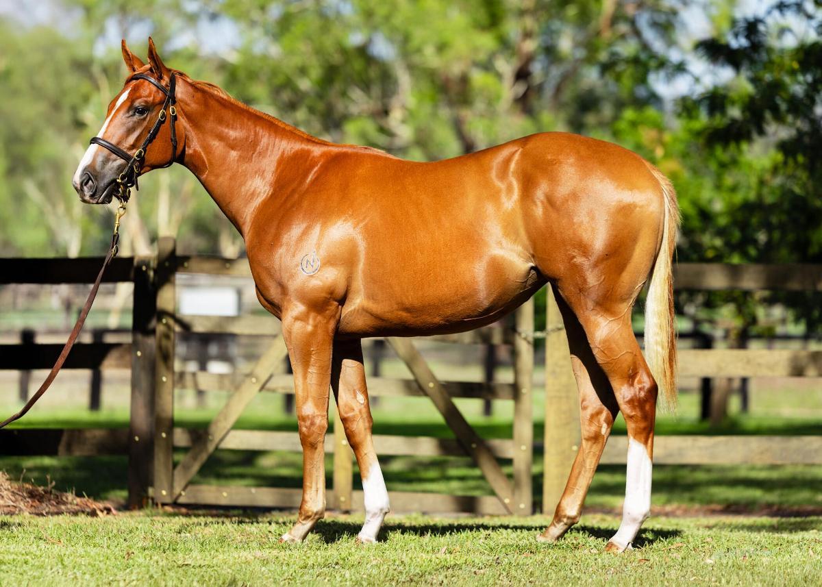 horse-image