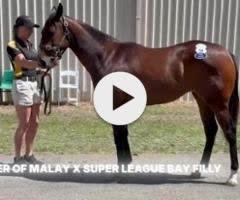 Tiger of Malay x Super League