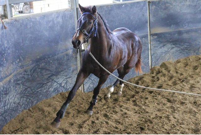 North Pacific x Wolfsburg Filly ‘23