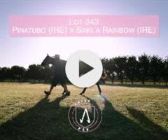 Pinatubo x Sing A Rainbow