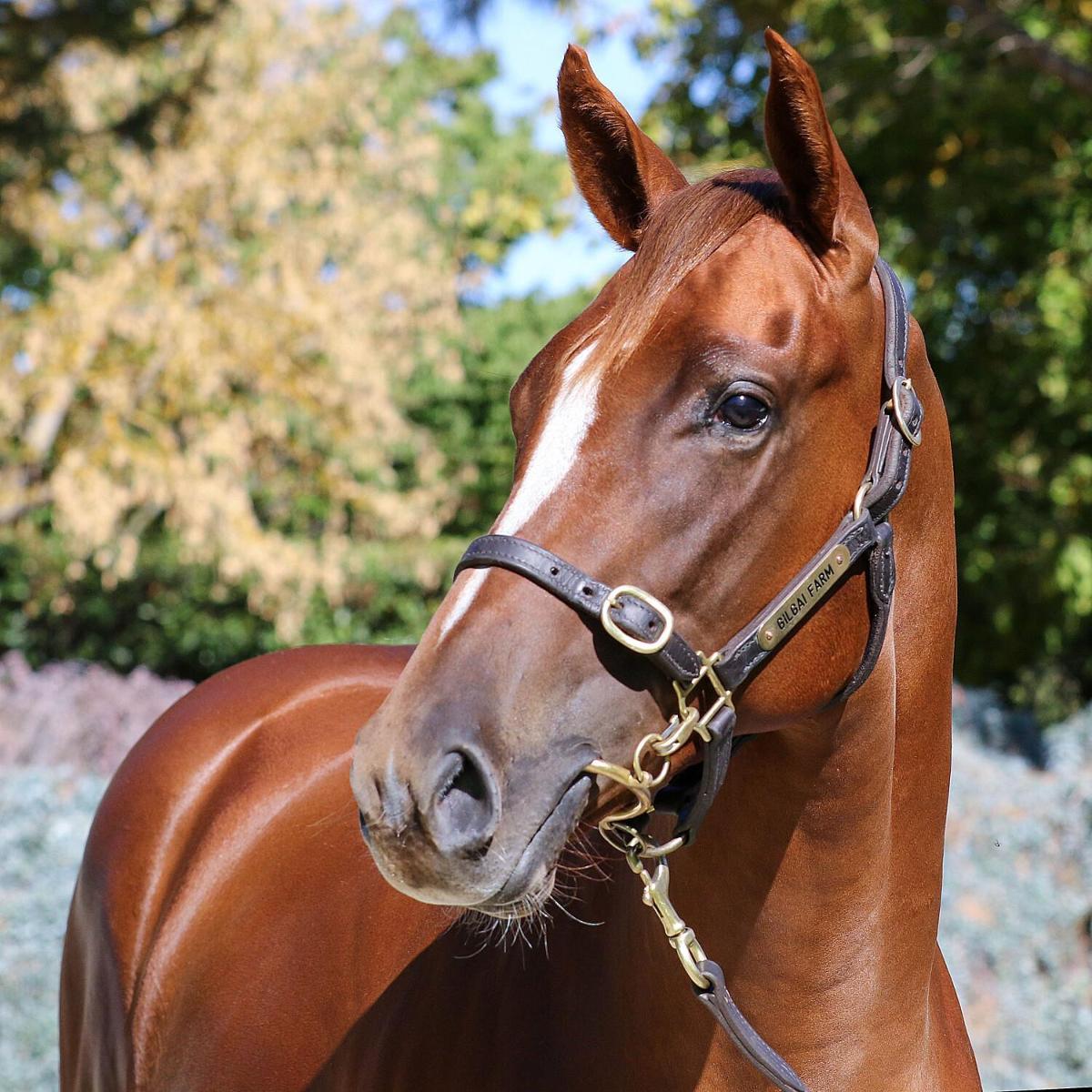 Toronado x Star Of Night