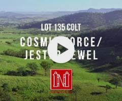 Cosmic Force x Jester Jewel Colt '24