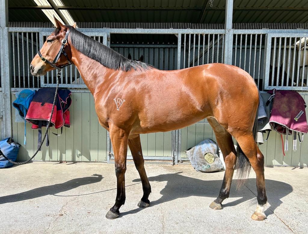 Trapeze Artist x Decoco