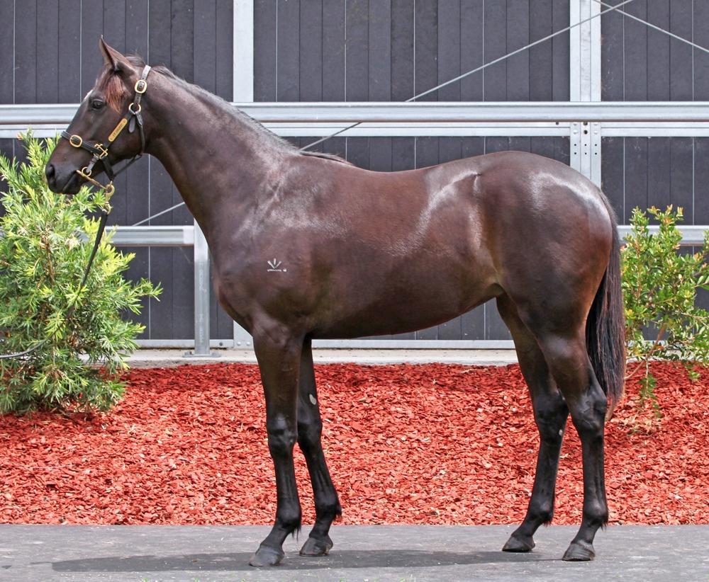 horse-image