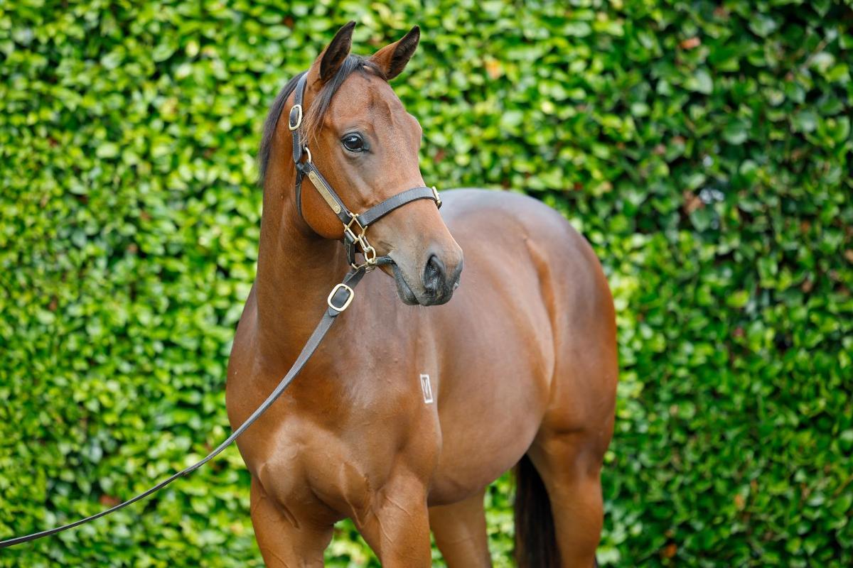 Super Seth x Skywards