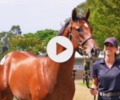 Starspangledbanner x Ciarlet