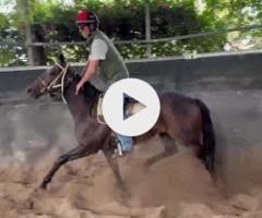 Snitzel/Dalt Vila '24