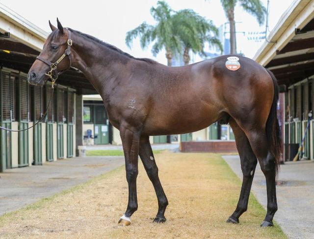 Brazen Beau x Melo Melo '23 Colt