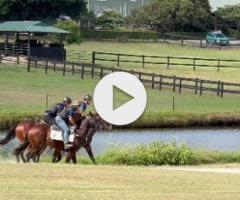 So You Think x Transversale Colt