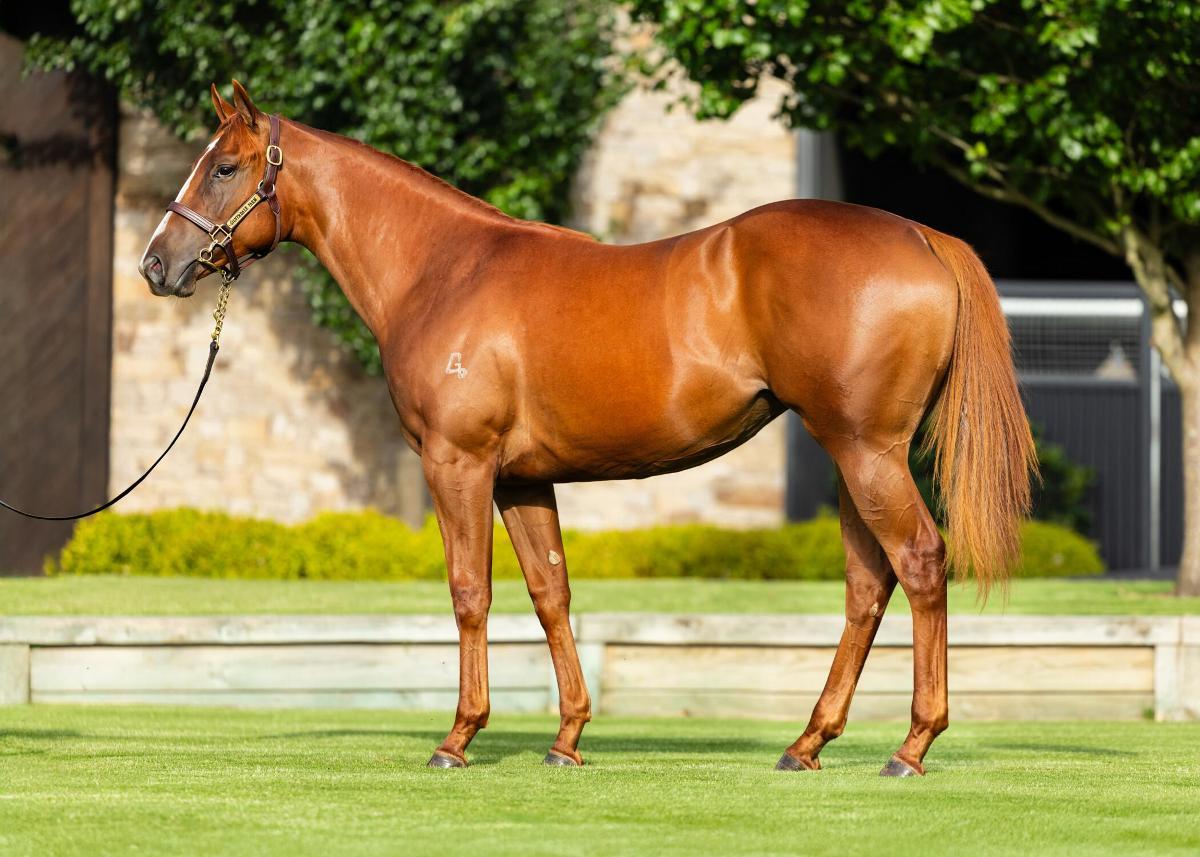 horse-image